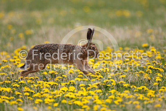 Brown hare 261 (Lepus europaeus)