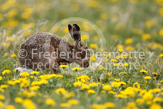 Brown hare 262 (Lepus europaeus)