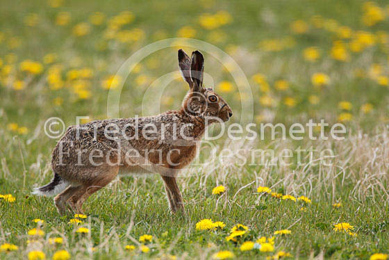 Brown hare 263 (Lepus europaeus)
