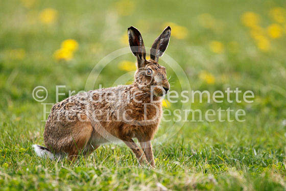 Brown hare 264 (Lepus europaeus)
