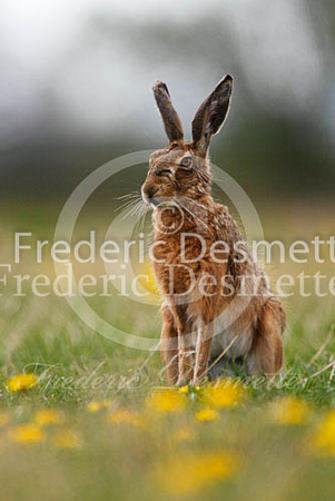 Brown hare 265 (Lepus europaeus)