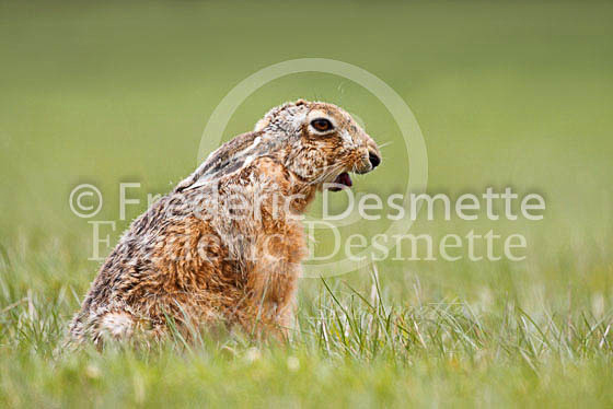 Brown hare 309 (Lepus europaeus)