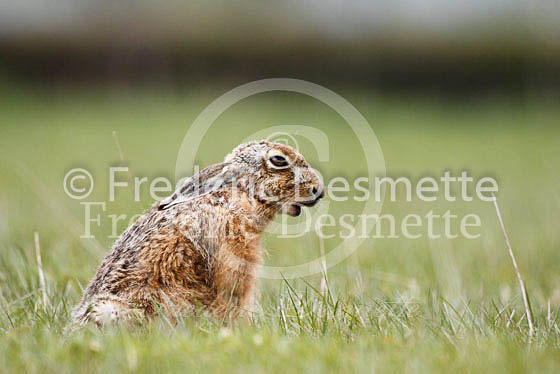 Brown hare 288 (Lepus europaeus)