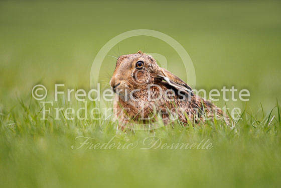 Brown hare 275 (Lepus europaeus)