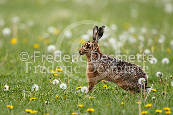 Brown hare 280 (Lepus europaeus)