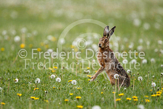 Brown hare 279 (Lepus europaeus)