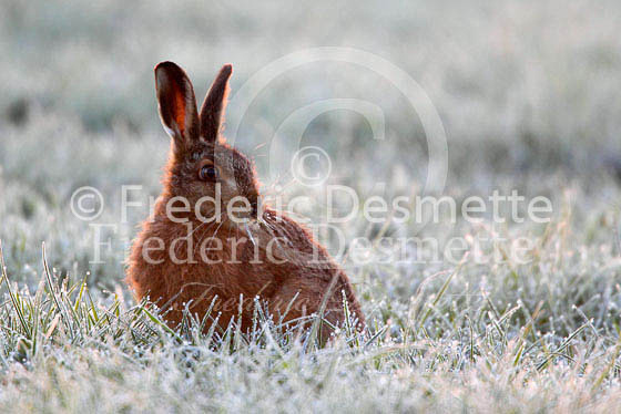 Brown hare 299 (Lepus europaeus)