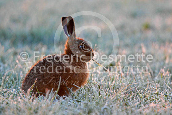 Brown hare 278 (Lepus europaeus)