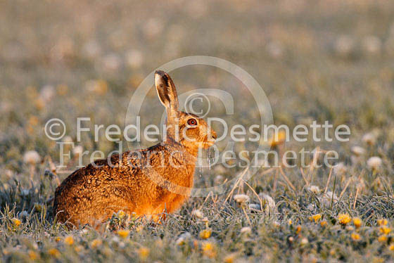 Brown hare 269 (Lepus europaeus)