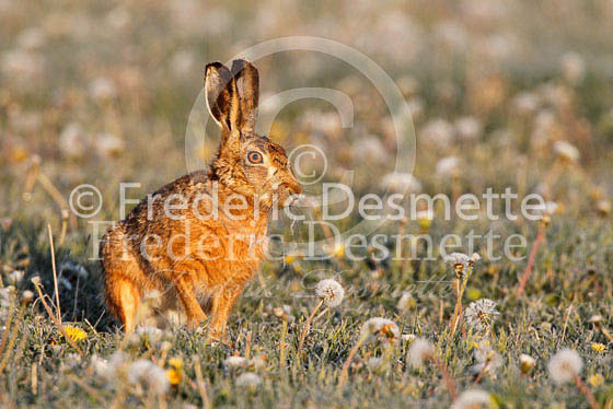 Brown hare 268 (Lepus europaeus)