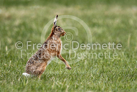 Brown hare 296 (Lepus europaeus)