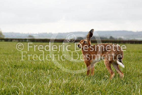 Brown hare 310 (Lepus europaeus)