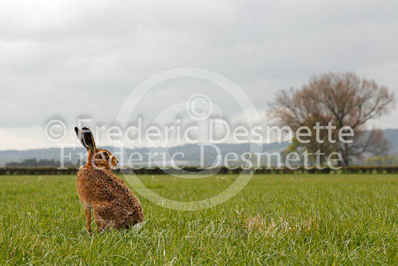 Brown hare 294 (Lepus europaeus)