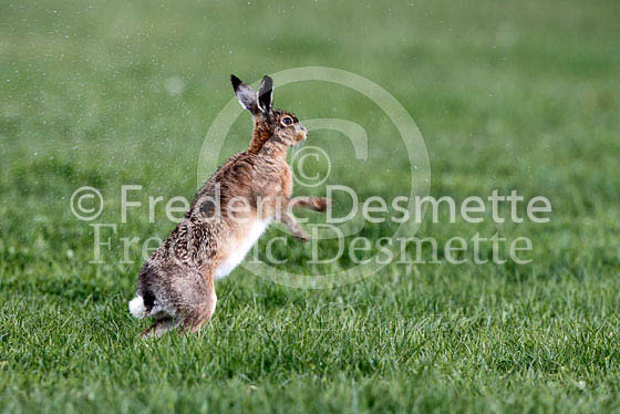 Brown hare 248 (Lepus europaeus)