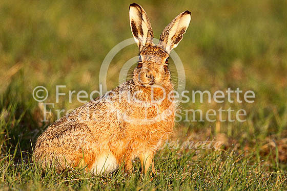 Brown hare 437 (Lepus europaeus)