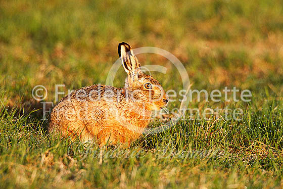 Brown hare 438 (Lepus europaeus)