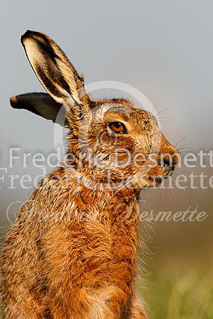 Brown hare 424 (Lepus europaeus)