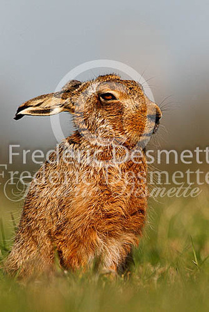 Brown hare 423 (Lepus europaeus)