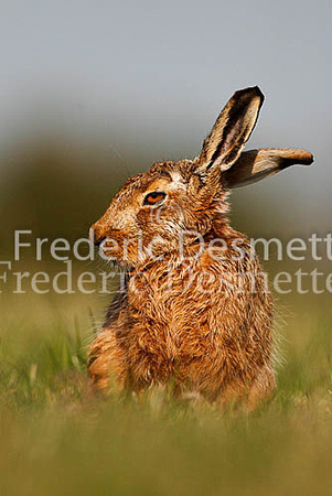 Brown hare 426 (Lepus europaeus)