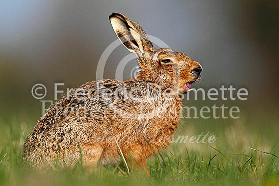 Brown hare 434 (Lepus europaeus)