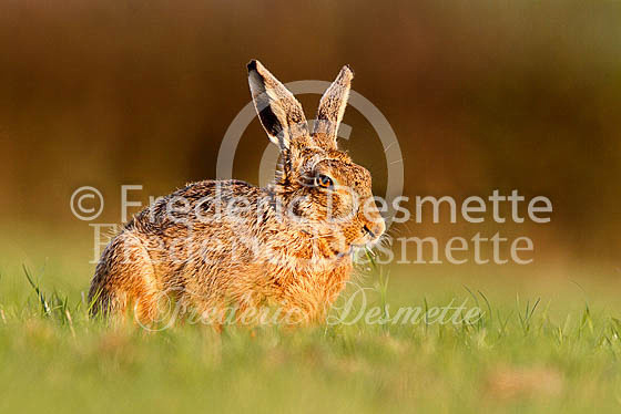 Brown hare 432 (Lepus europaeus)
