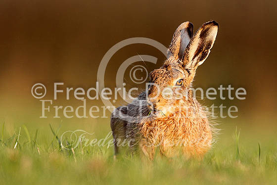Brown hare 433 (Lepus europaeus)