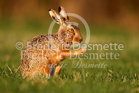 Brown hare 422 (Lepus europaeus)