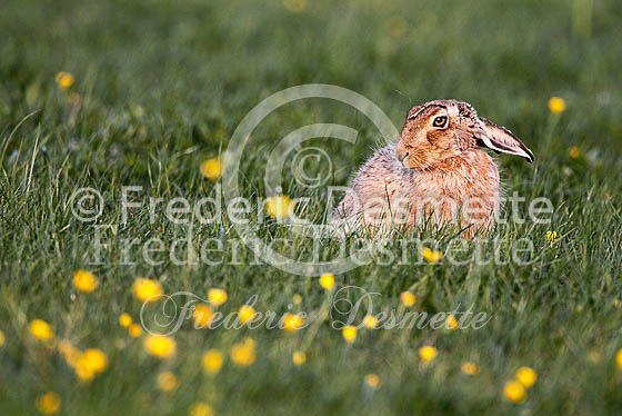 Brown hare 454 (Lepus europaeus)