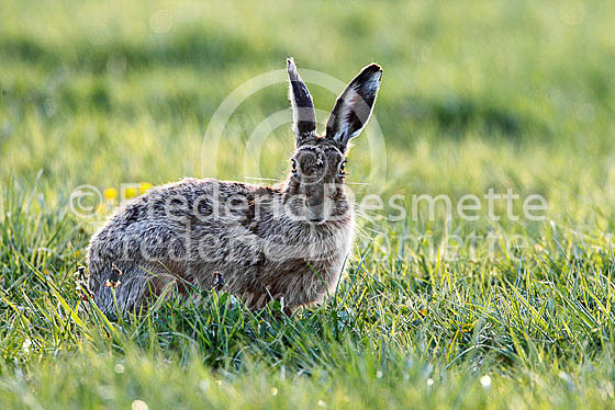 Brown hare 453 (Lepus europaeus)