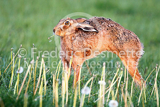 Brown hare 458 (Lepus europaeus)
