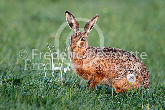Brown hare 448 (Lepus europaeus)