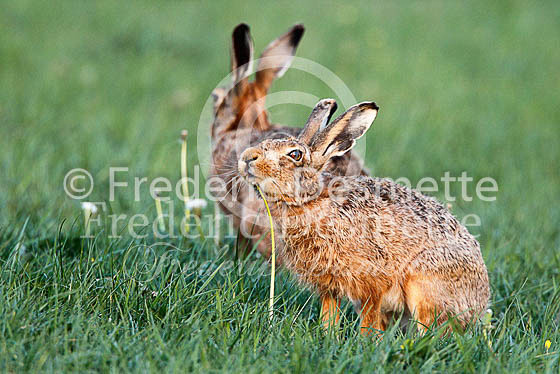 Brown hare 455 (Lepus europaeus)