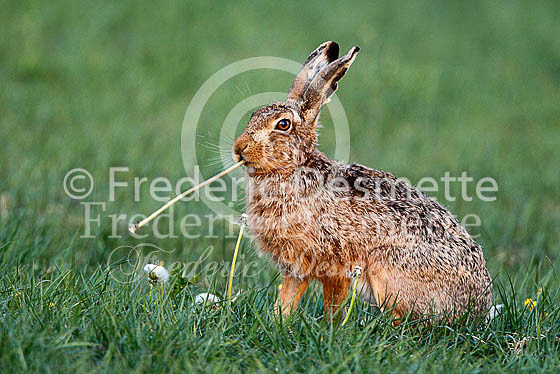 Brown hare 452 (Lepus europaeus)