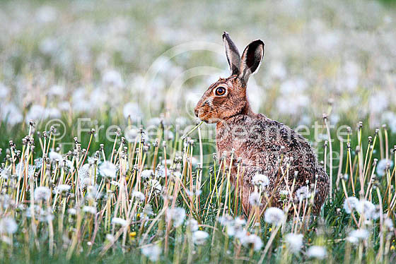 Brown hare 450 (Lepus europaeus)