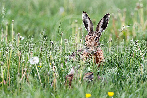 Brown hare 410 (Lepus europaeus)