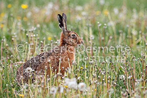 Brown hare 408 (Lepus europaeus)