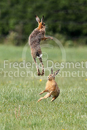 Brown hare 406 (Lepus europaeus)
