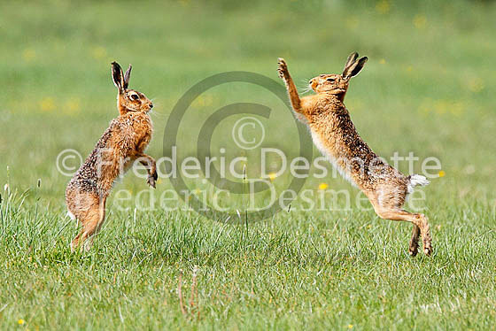 Brown hare 404 (Lepus europaeus)
