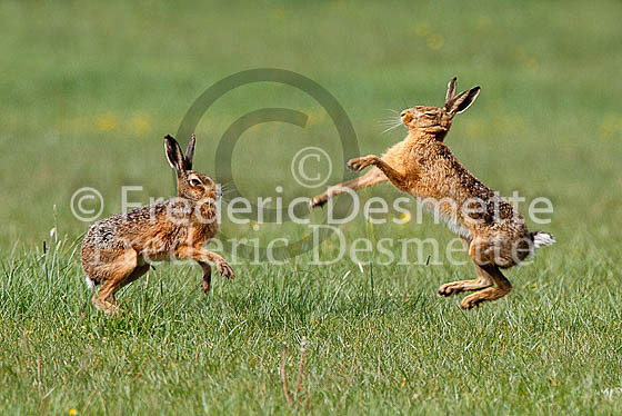 Brown hare 405 (Lepus europaeus)