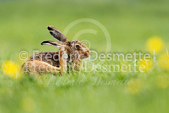 Brown hare 409 (Lepus europaeus)