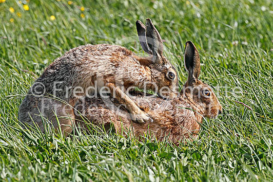 Brown hare 460 (Lepus europaeus)