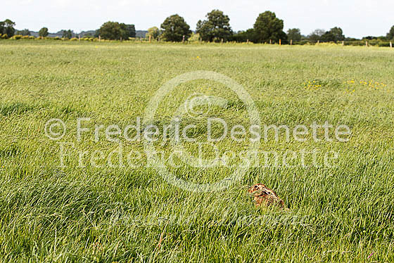 Brown hare 463 (Lepus europaeus)