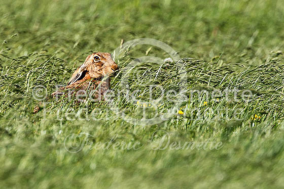 Brown hare 464 (Lepus europaeus)
