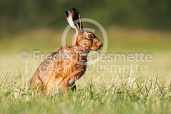 Brown hare 478 (Lepus europaeus)