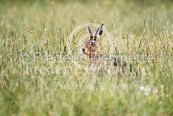 Brown hare 477 (Lepus europaeus)
