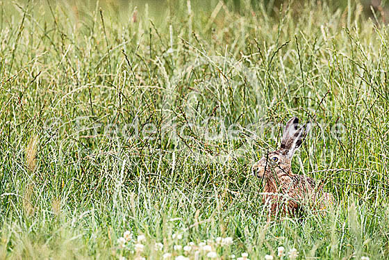 Brown hare 483 (Lepus europaeus)