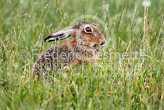 Brown hare 482 (Lepus europaeus)