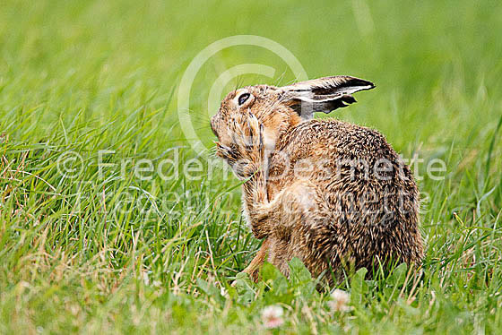 Brown hare 470 (Lepus europaeus)