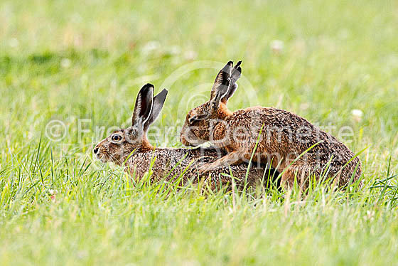 Brown hare 484 (Lepus europaeus)