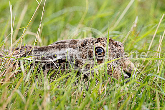 Brown hare 471 (Lepus europaeus)